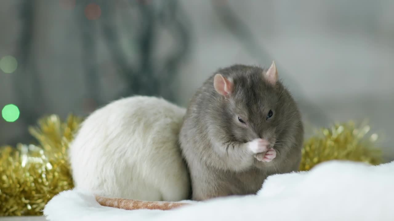 Download Stock Video Gray And White Rat Live Wallpaper For PC