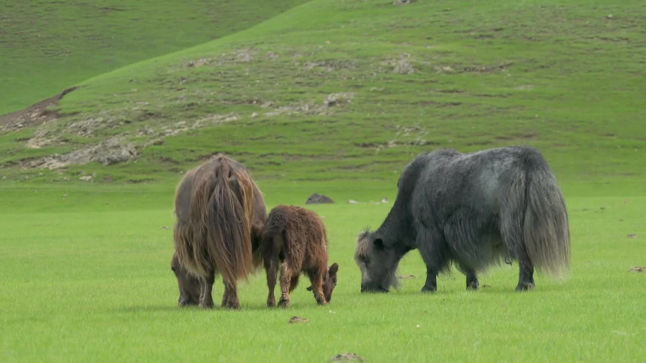 Download Stock Video Gray And Brown Yaks Grazing In The Grassland Live Wallpaper For PC