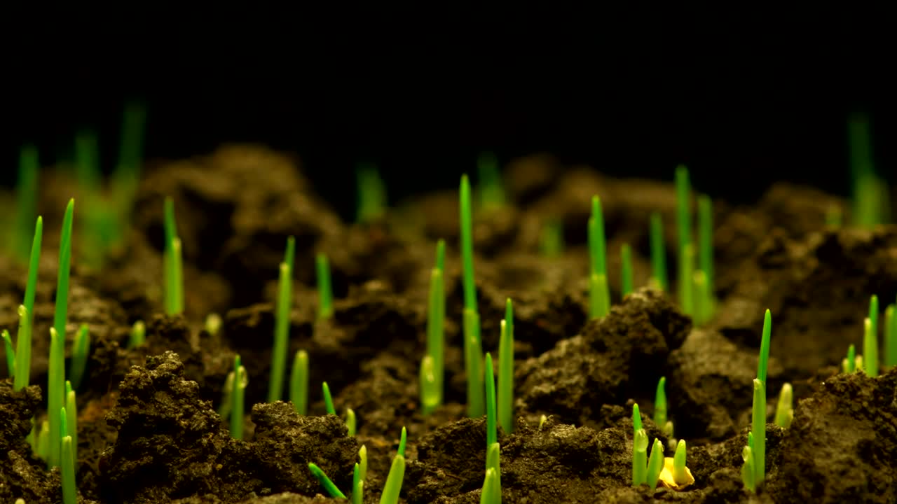 Download Stock Video Grass Growing Time Lapse Live Wallpaper For PC