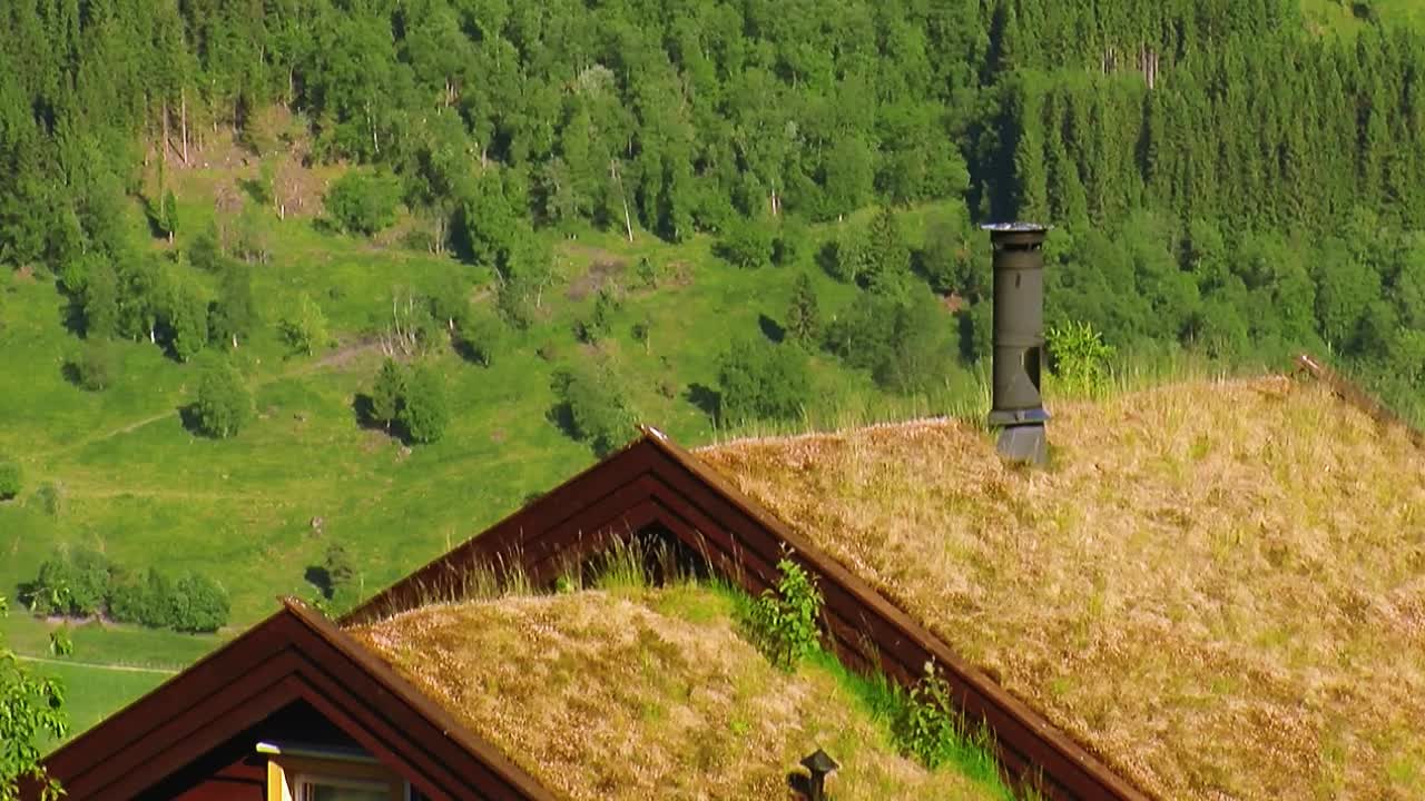 Download Stock Video Grass Growing On A Rooftop Live Wallpaper For PC