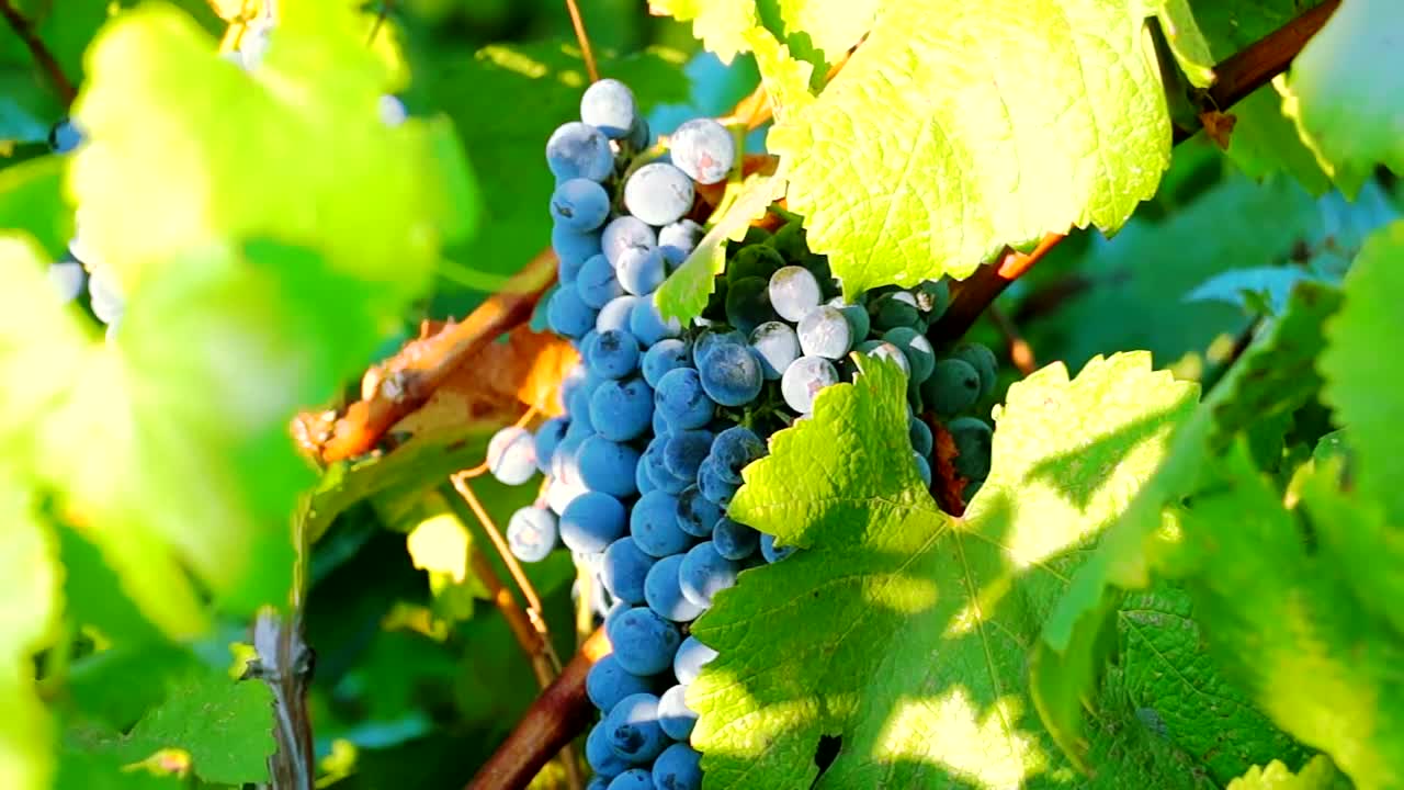 Download Stock Video Grapes Ready For Harvest In The Sunrise Live Wallpaper For PC