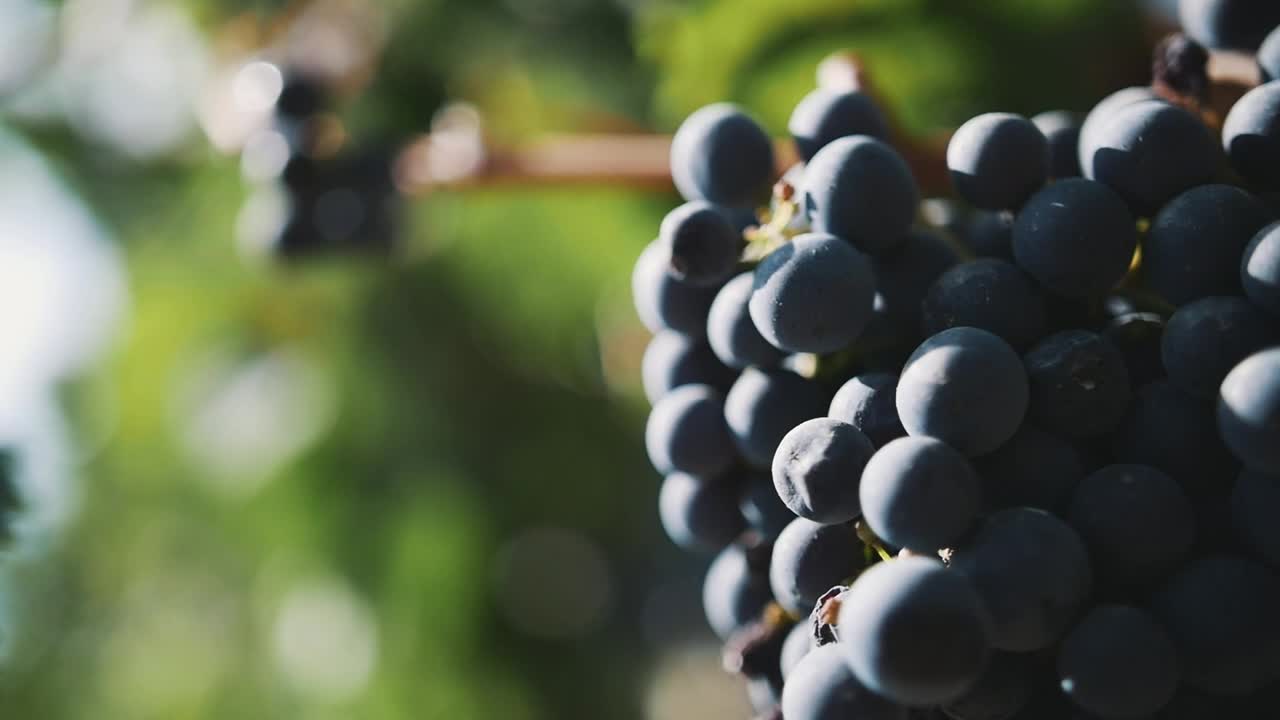 Download Stock Video Grapes In A Vineyard Live Wallpaper For PC