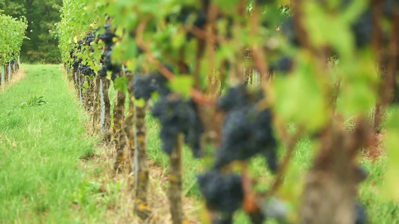 Download Stock Video Grape Trees At The Vineyard Live Wallpaper For PC