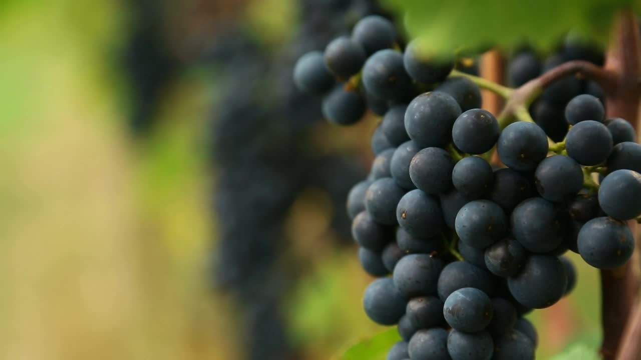 Download Stock Video Grape Clusters Live Wallpaper For PC