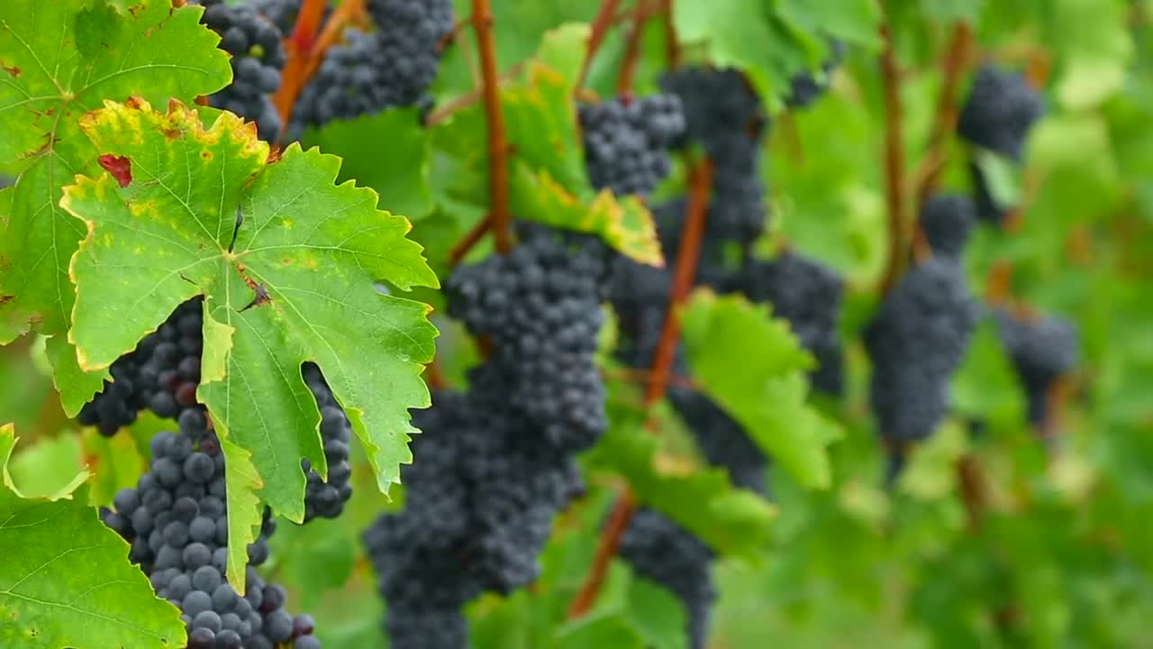 Download Stock Video Grape Clusters Hanging In The Vineyard Live Wallpaper For PC