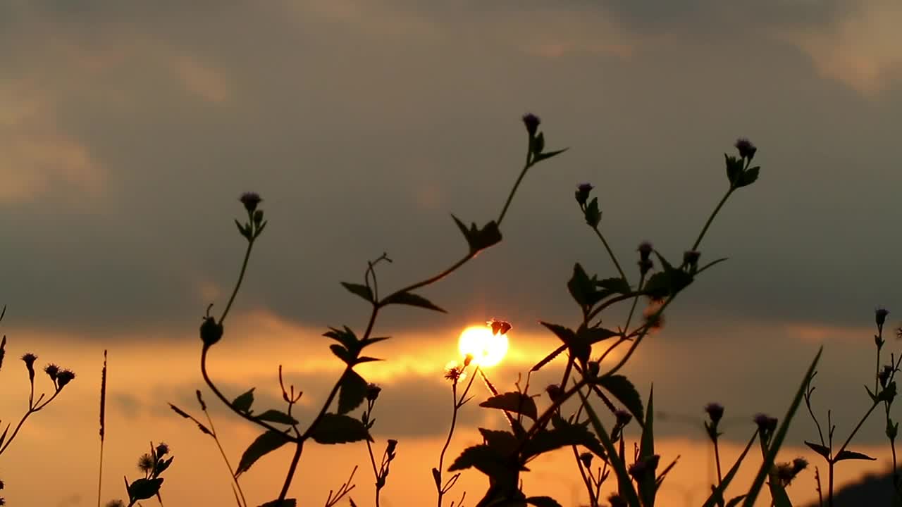 Download Stock Video Graden Plants Silhouetted Against The Sky Live Wallpaper For PC