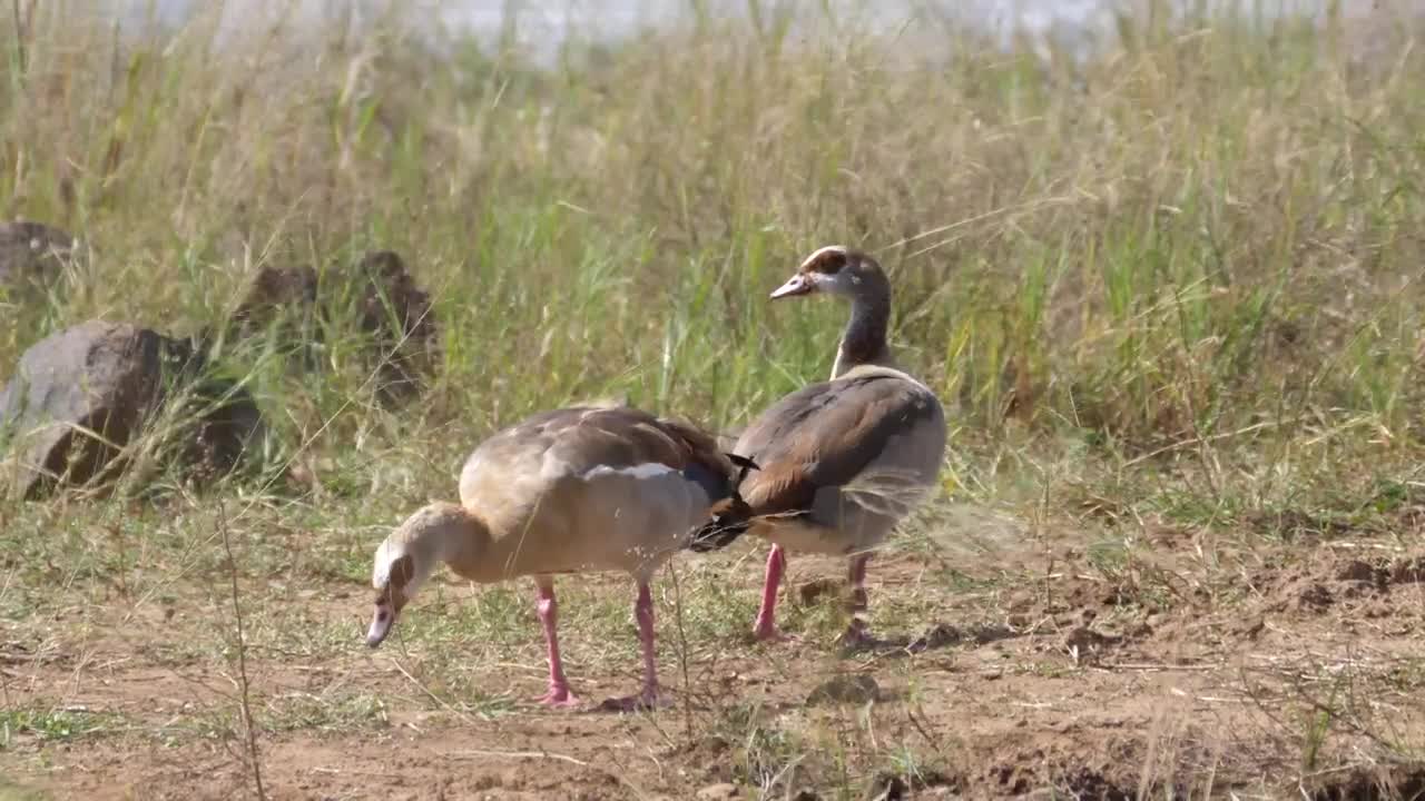 Download Stock Video Gooses Grazing In The Valley Live Wallpaper For PC