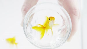 Download Stock Video Goldfish In A Glass Live Wallpaper For PC