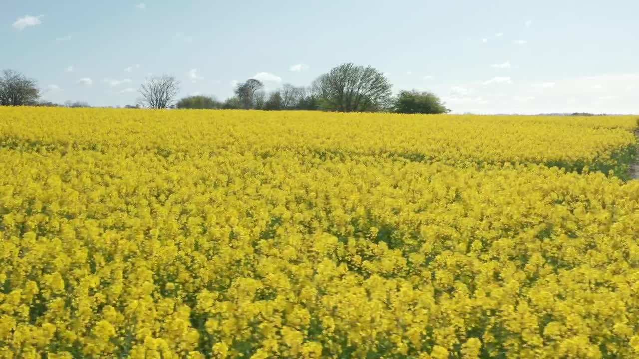 Download Stock Video Golden Fields And Forests Live Wallpaper For PC