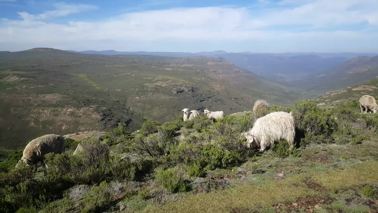 Download Stock Video Goats Grazing In The Mountain Live Wallpaper For PC