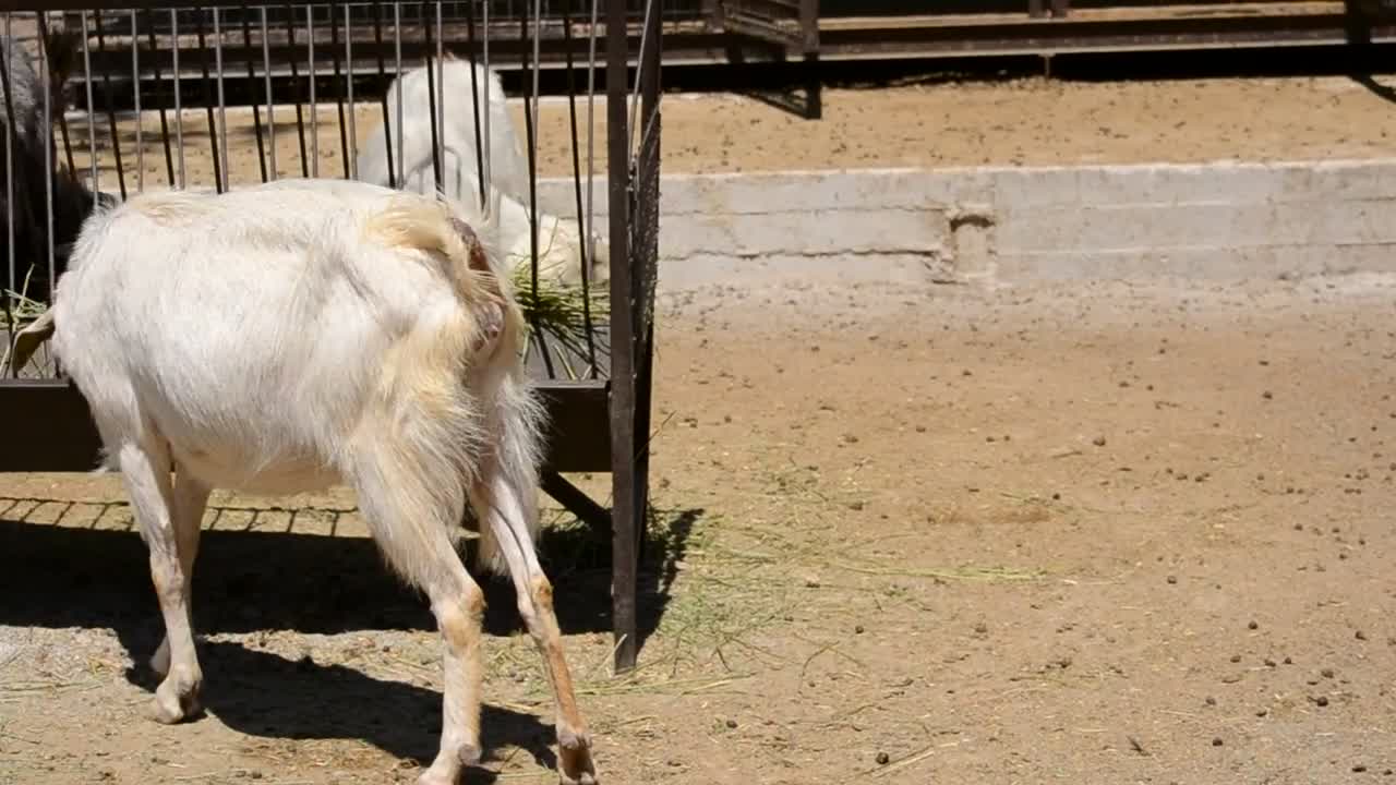 Download Stock Video Goats Eating At A Farm Live Wallpaper For PC