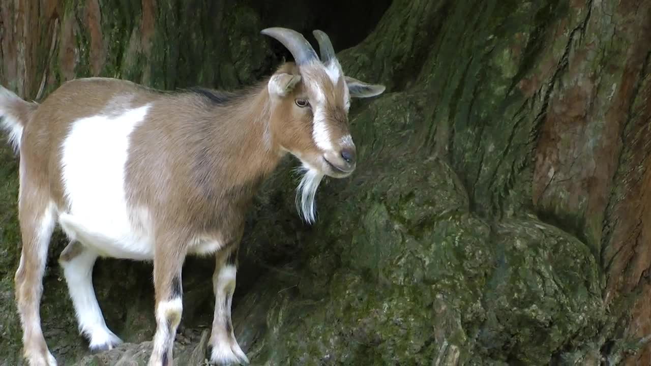 Download Stock Video Goat With Small Horns Live Wallpaper For PC