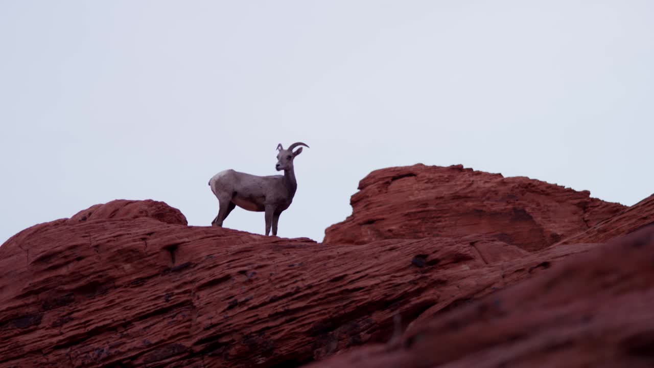 Download Stock Video Goat On Top Of A Rocky Hill Live Wallpaper For PC