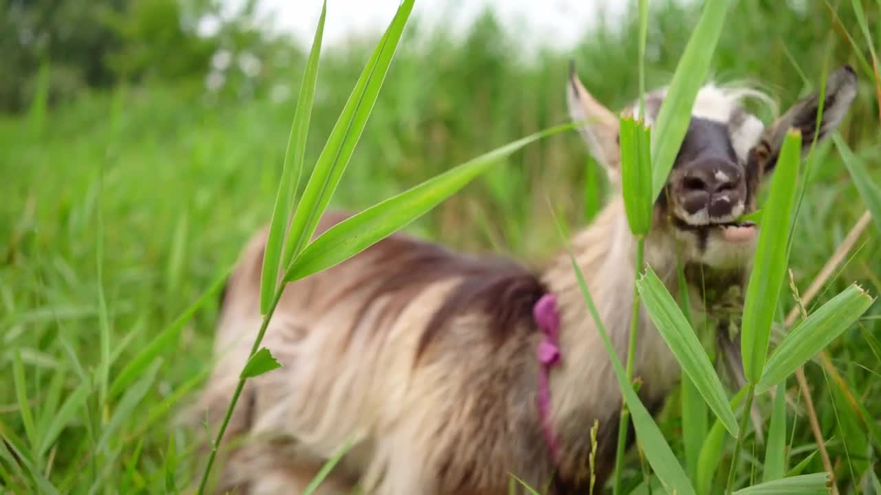 Download Stock Video Goat Feeding In The Grass Live Wallpaper For PC