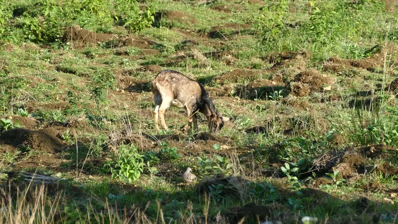 Download Stock Video Goat Eating Grass In The Morning Live Wallpaper For PC