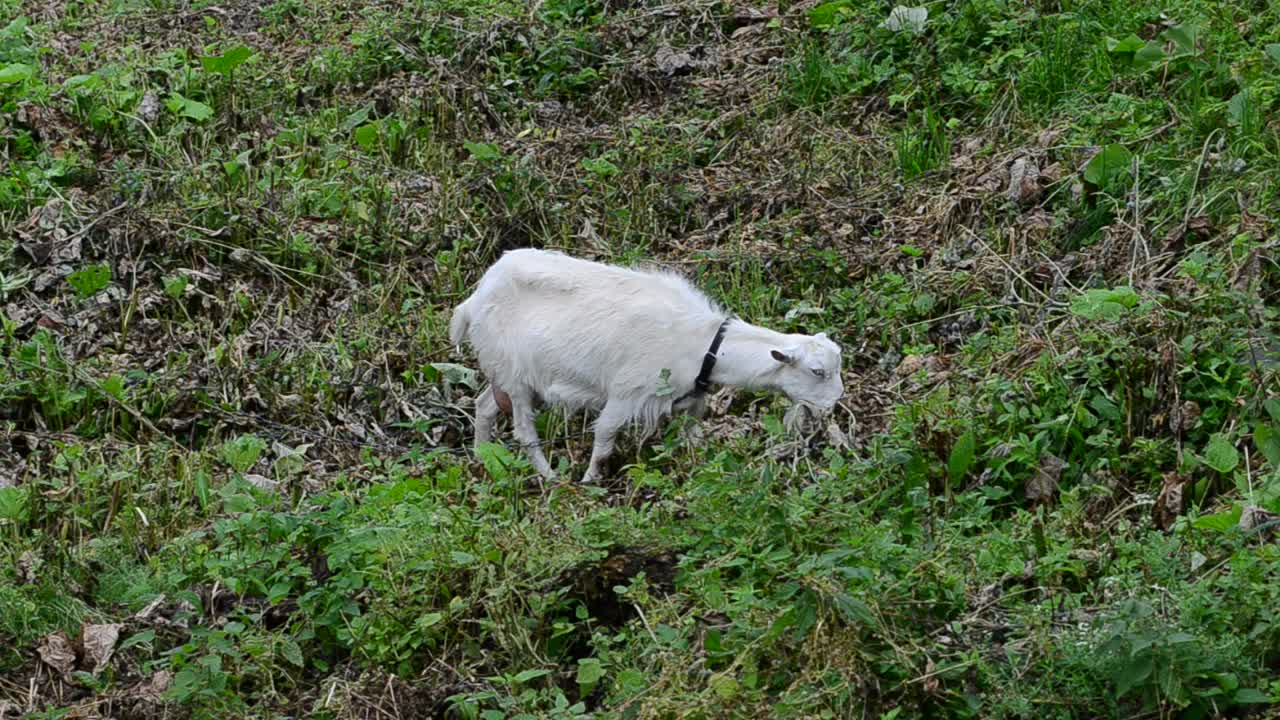 Download Stock Video Goat Eating In A Meadow Live Wallpaper For PC