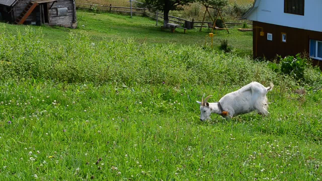 Download Stock Video Goat Eating Grass In A Meadow Live Wallpaper For PC