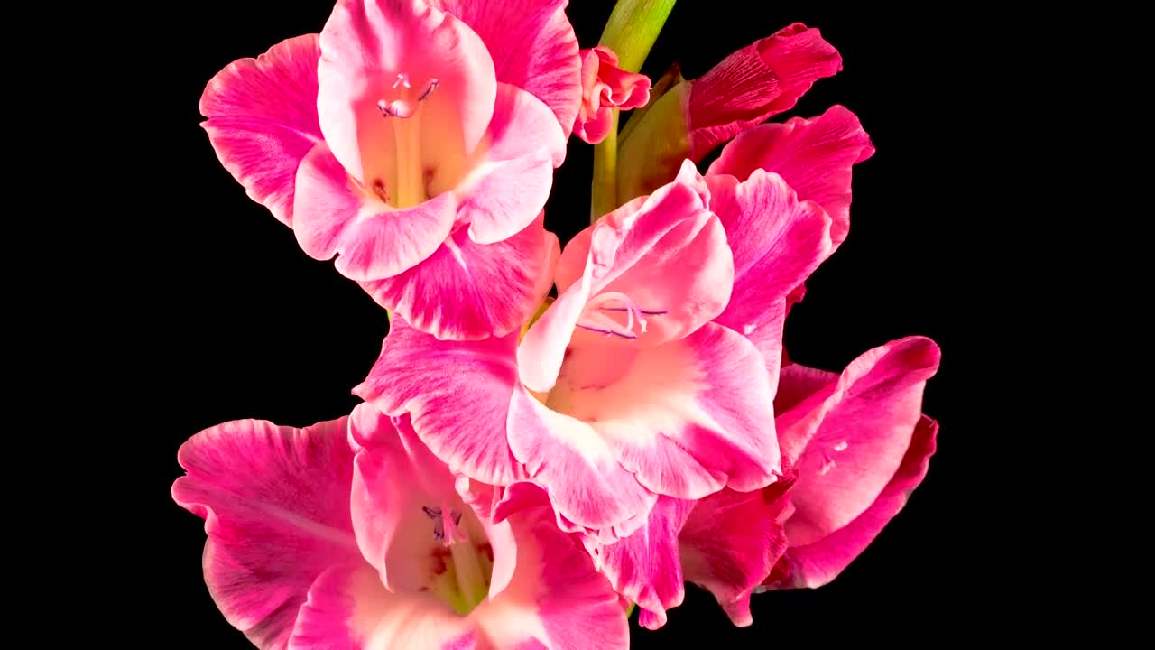 Download Stock Video Gladiolos Pink Flower Opening Live Wallpaper For PC