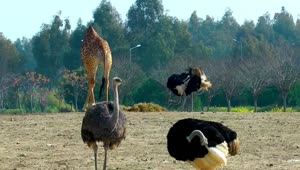 Download Stock Video Giraffes And Ostriches In The Zoo Live Wallpaper For PC