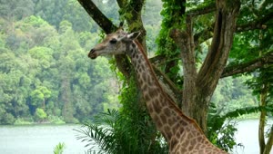 Download Stock Video Giraffe In Natural Environment Live Wallpaper For PC