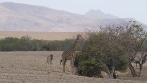 Download Stock Video Giraffe Eats From A Tree On The Savanna Live Wallpaper For PC