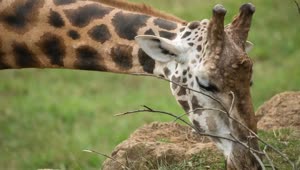 Download Stock Video Giraffe Eating Live Wallpaper For PC
