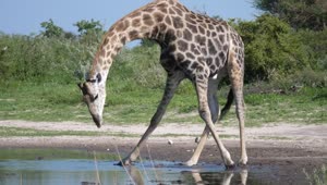 Download Stock Video Giraffe Drinking From A Pond Live Wallpaper For PC
