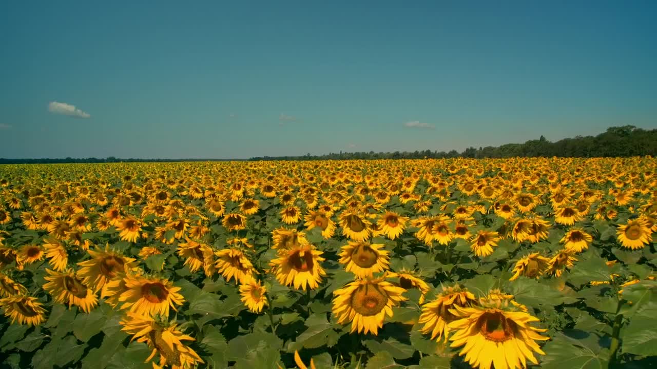 Download Stock Video Gigantic Field Of Sunflowers On A Sunny Day Live Wallpaper For PC