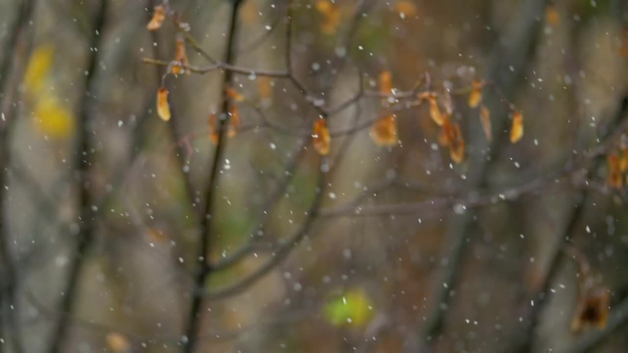 Download Stock Video Gentle Snow In The Autumn Live Wallpaper For PC