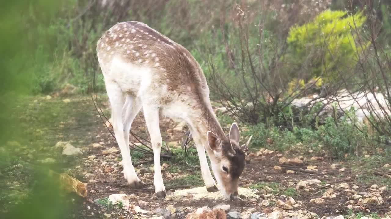 Download Stock Video Gazelle In The Woods Live Wallpaper For PC