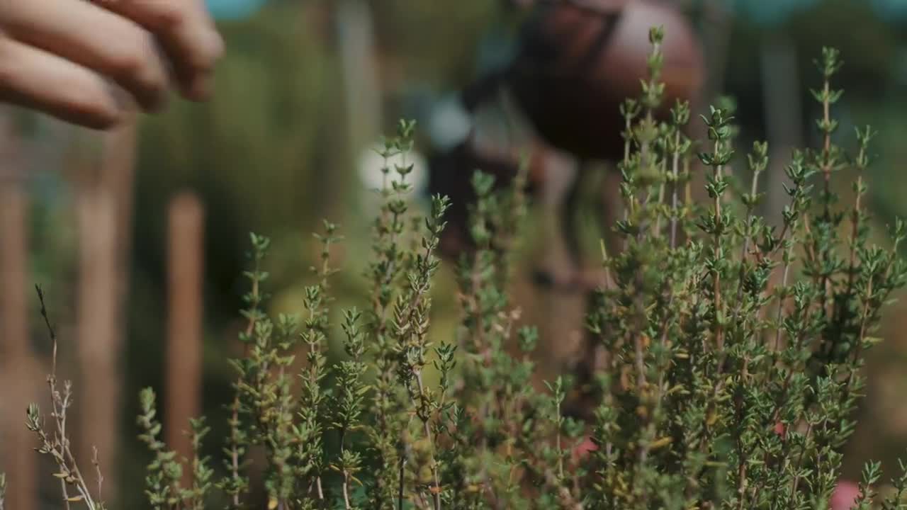 Download Stock Video Gardener Picking Leaves From A Plant Live Wallpaper For PC