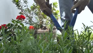 Download Stock Video Gardener Fixing A Bush In A Garden Live Wallpaper For PC