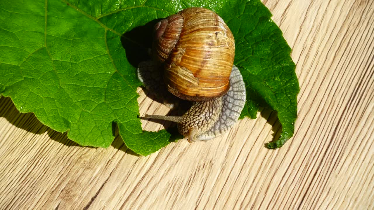 Download Stock Video Garden Snail Eating A Leaf Live Wallpaper For PC