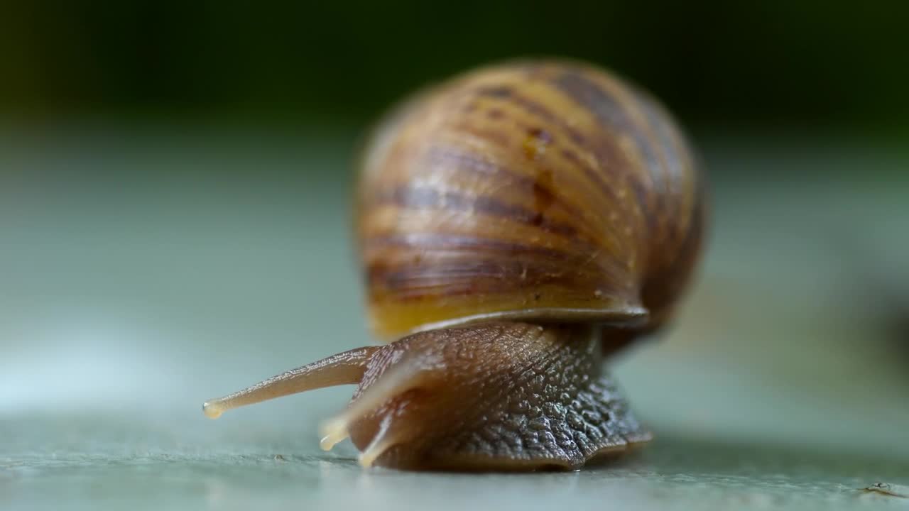 Download Stock Video Garden Snail Crawling Live Wallpaper For PC