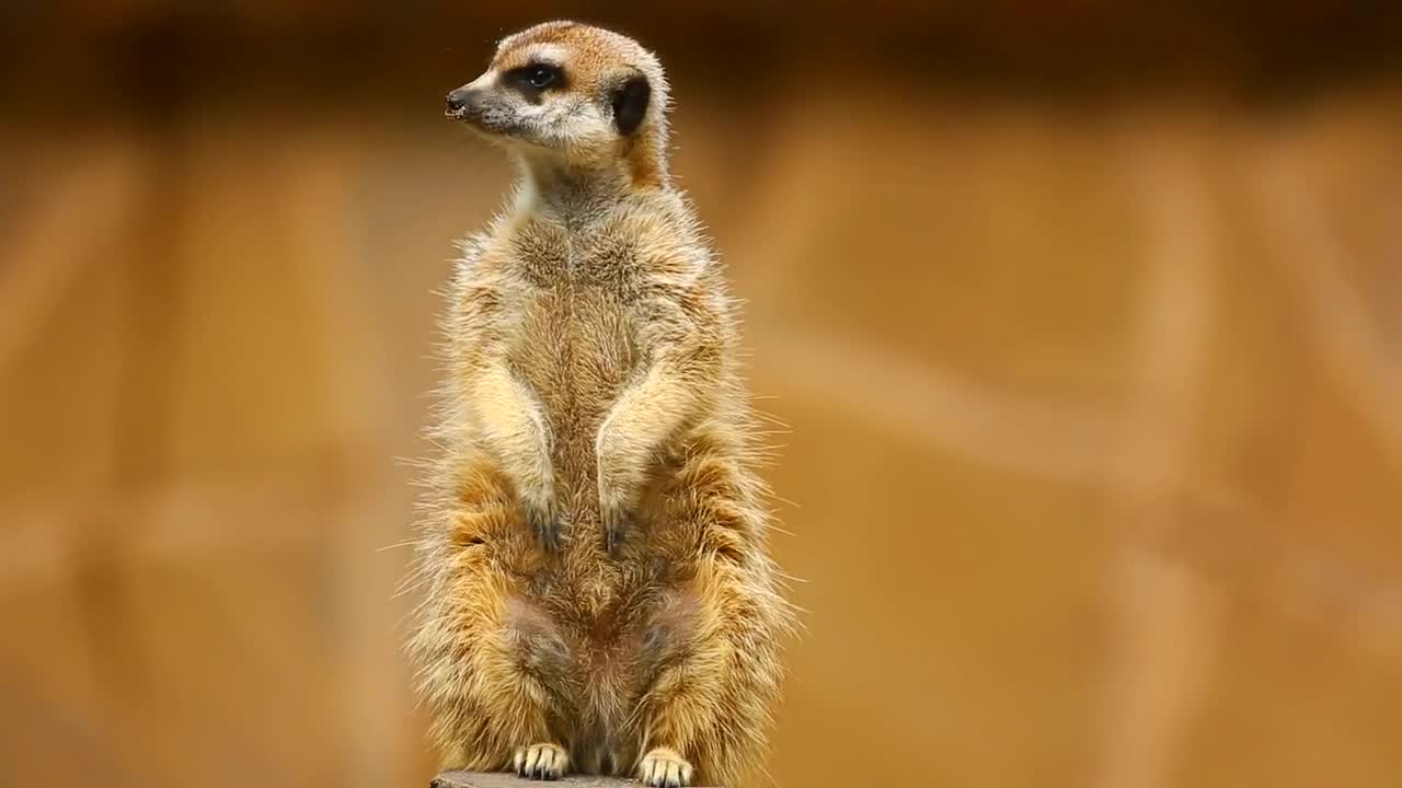 Download Stock Video Furry Meerkat On Guard Live Wallpaper For PC