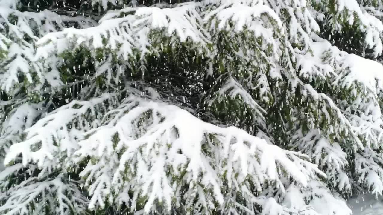 Download Stock Video Frozen Pine Branches Next To A Path In The Forest Live Wallpaper For PC