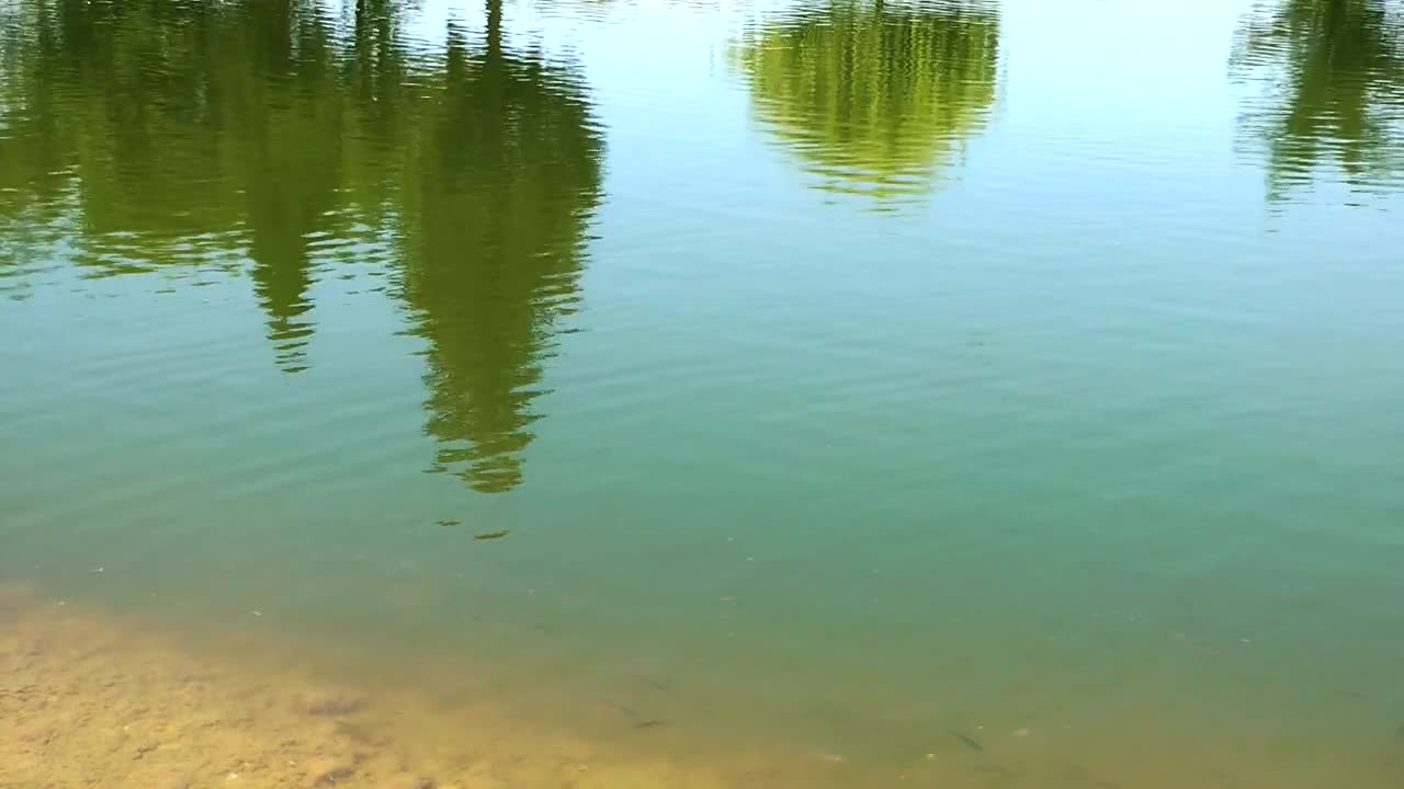 Download Stock Video Lake Reflecting Trees Animated Wallpaper