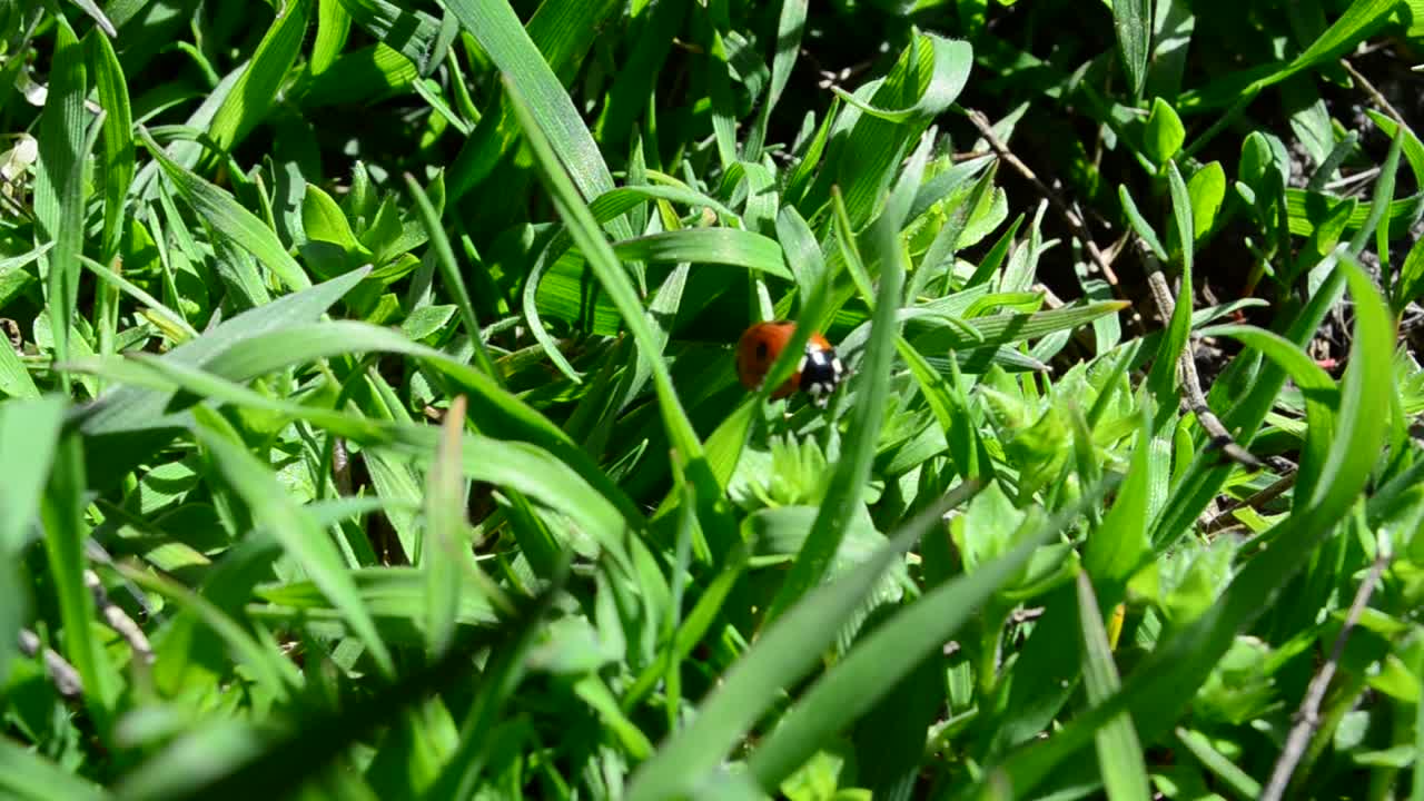 Download Stock Video Ladybug Hidden In A Lawn Animated Wallpaper