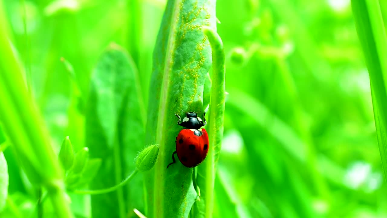 Download Stock Video Ladybug Climbing On Grass Animated Wallpaper