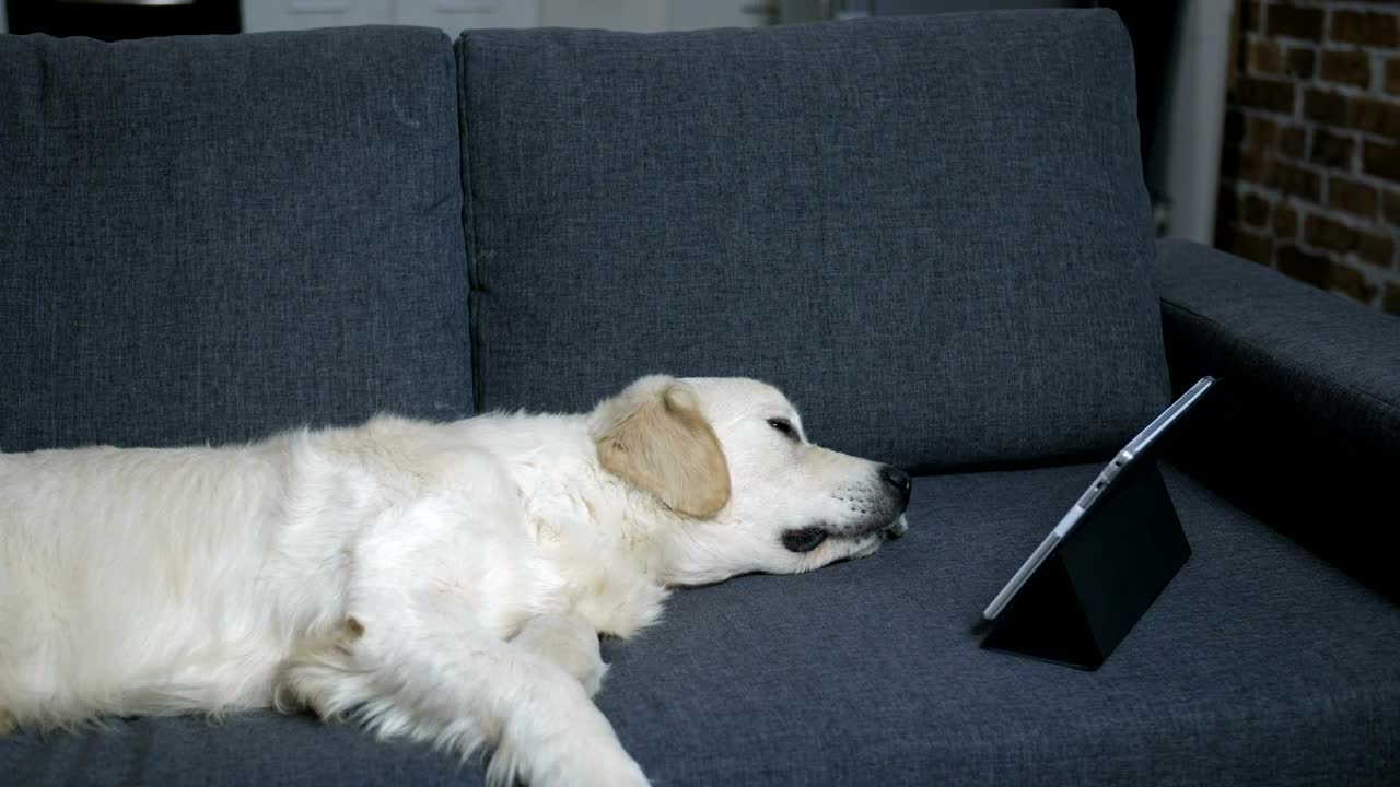 Download Stock Video Labrador Sleeping With A Tablet Animated Wallpaper