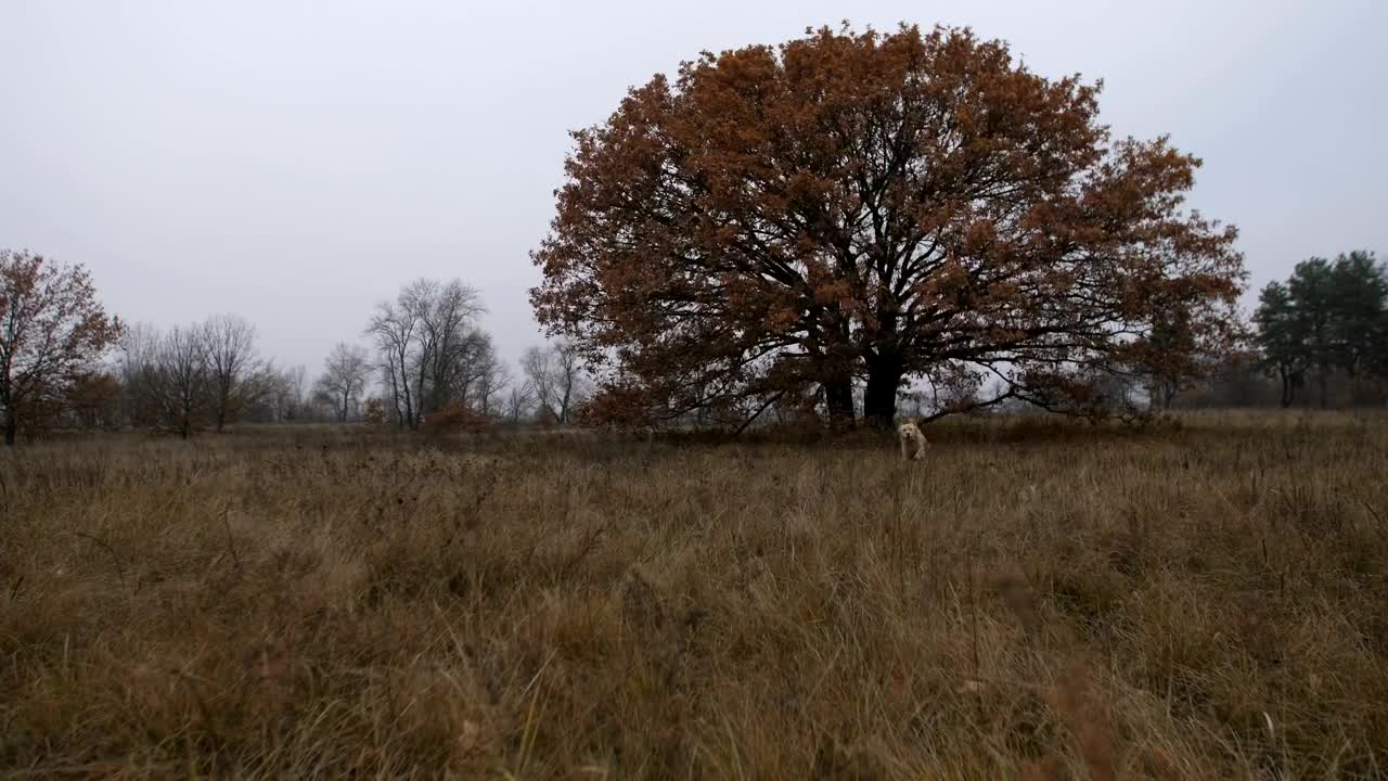 Download Stock Video Labrador Running Through A Field Animated Wallpaper