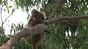 Download Stock Video Koala Hanging On A Tree Branch Animated Wallpaper