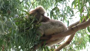 Download Stock Video Koala Eating Eucalyptus Leaves On A Tree Animated Wallpaper