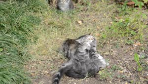 Download Stock Video Kittens Fighting In A Field Animated Wallpaper