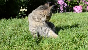 Download Stock Video Kitten Laying In A Garden Animated Wallpaper