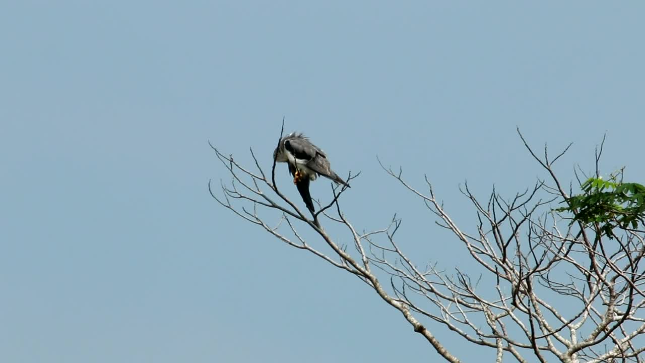 Download Stock Video Kite High Up In A Tree Animated Wallpaper