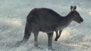 Download Stock Video Kangaroo Jumping Animated Wallpaper