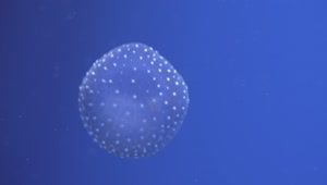 Download Stock Video Jellyfish With Spots Animated Wallpaper
