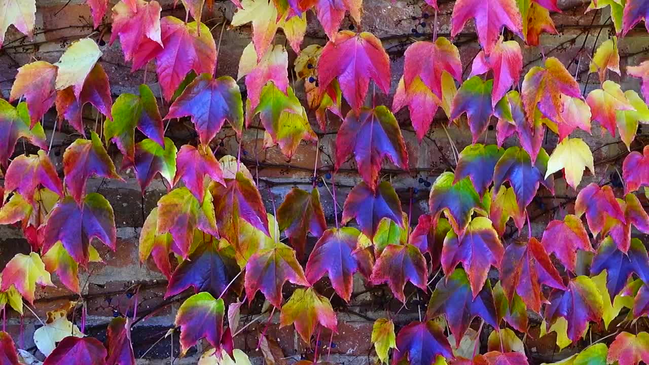 Download Stock Video Ivy Against A Brick Wall Animated Wallpaper