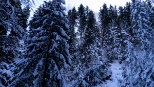 Download Stock Video Inside A Forest Covered In Snow Animated Wallpaper